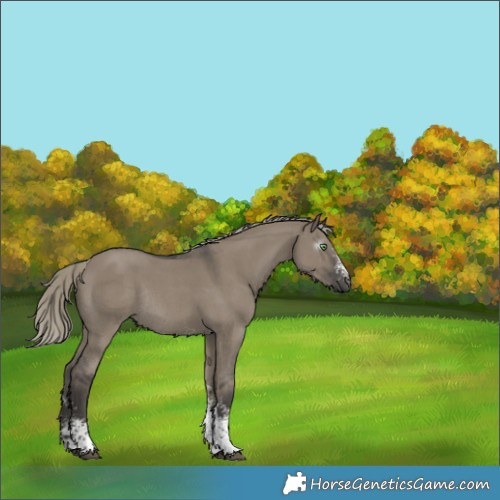Horse Color:Gray Silver Smoky Grullo Sabino Rabicano 