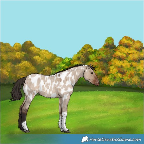 Horse Color:Liver Red Dun Roan Tobiano Appaloosa 