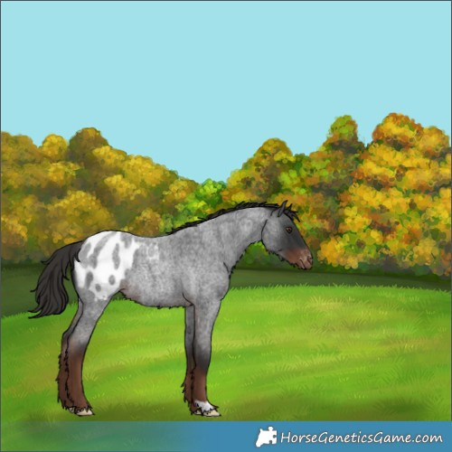 Horse Color:Liver Red Roan Appaloosa Rabicano 