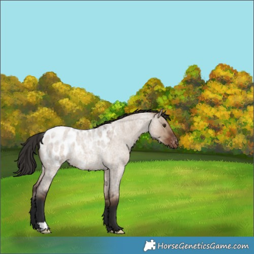Horse Color:Liver Red Dun Roan Blanket Rabicano 