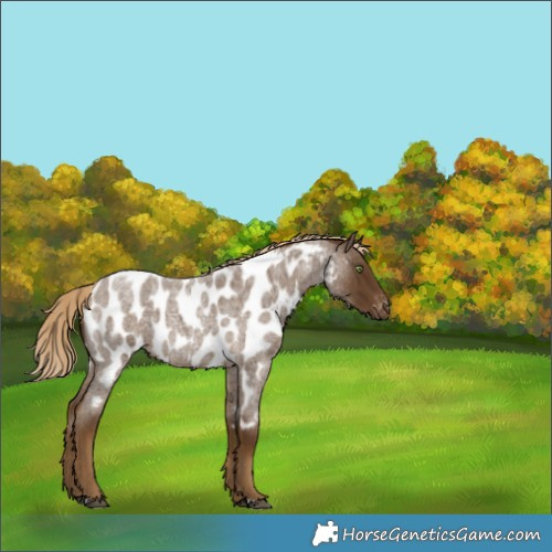 Horse Color:Chocolate Palomino Roan Near Leopard 