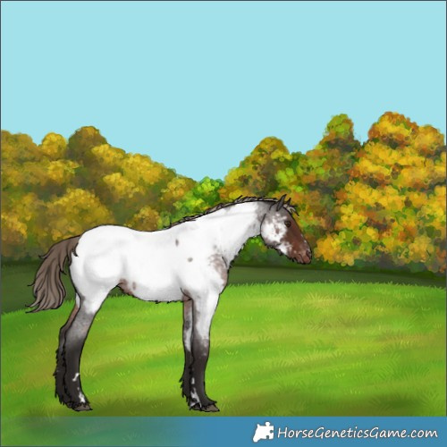 Horse Color:Liver Red Roan Near Fewspot Rabicano 