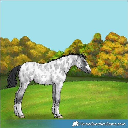 Horse Color:Blue Roan Sabino Near Leopard 