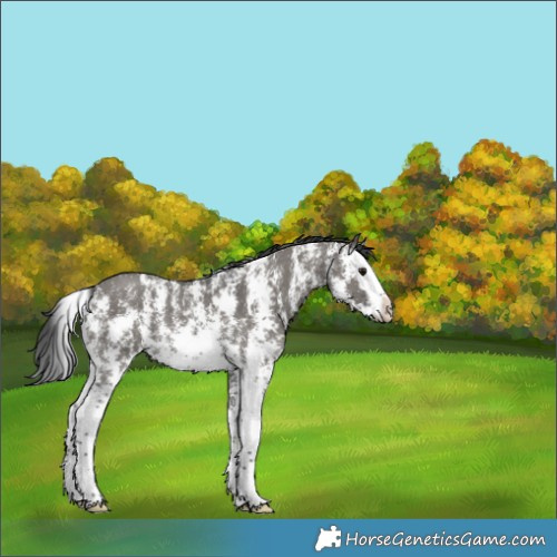 Horse Color:Grullo Sabino Splash Rabicano 