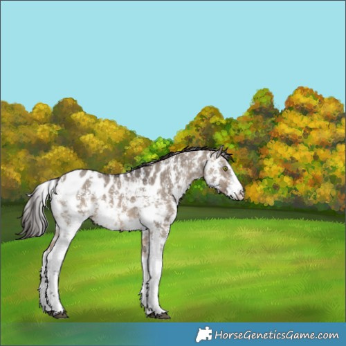 Horse Color:Brown Dun Sabino Appaloosa 