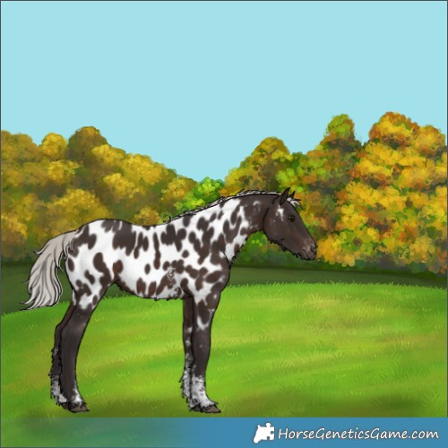 Horse Color:Silver Brown Sabino Near Leopard Rabicano 