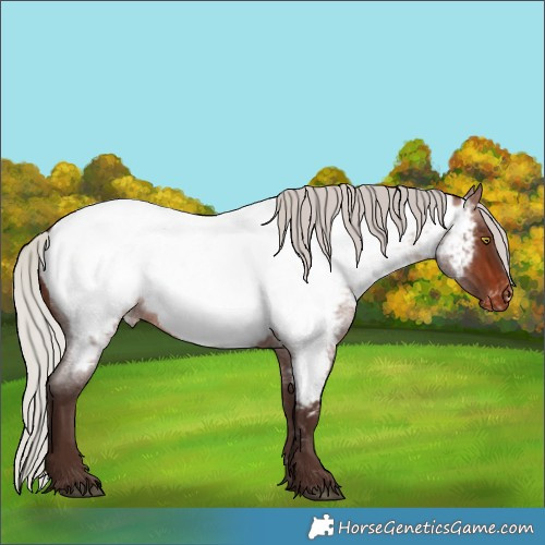 Horse Color:Silver Brown Roan Near Fewspot 