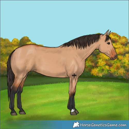 Horse Color:Bay Dun 