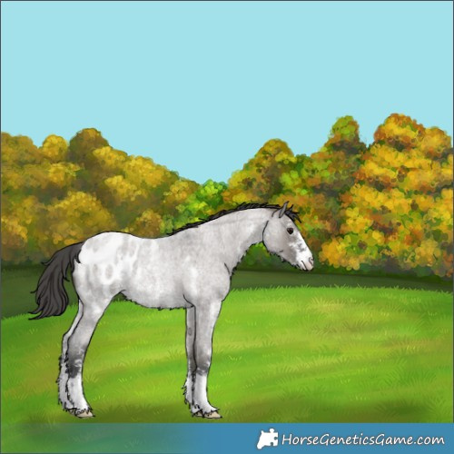 Horse Color:Grullo Roan Sabino Blanket Rabicano 