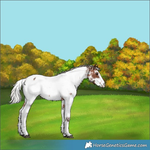 Horse Color:Silver Brown Sabino Near Fewspot Rabicano 