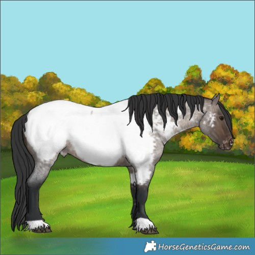 Horse Color:Brown Roan Dun Near Fewspot Rabicano 