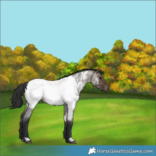 Horse Color:Brown Roan Dun Appaloosa Rabicano 