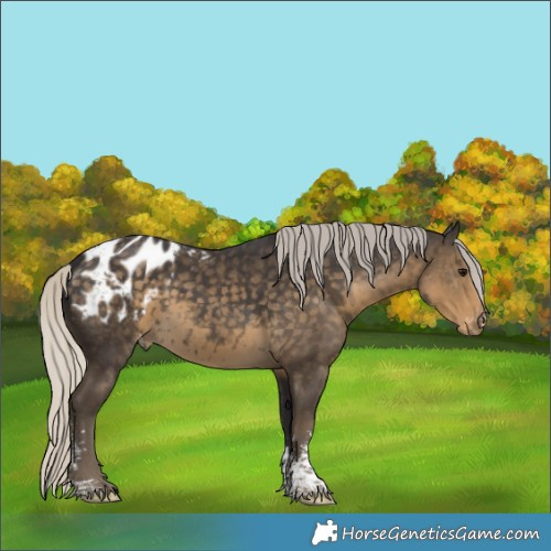 Horse Color:Silver Smoky Black Sabino Blanket Rabicano 