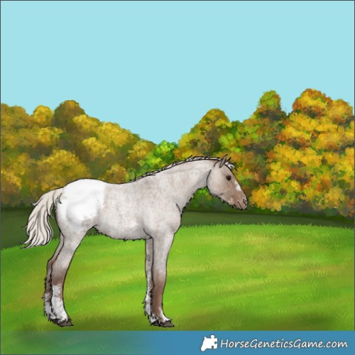 Horse Color:Silver Grullo Roan Sabino Snowcap Rabicano 
