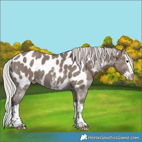 Horse Color:Silver Grullo Sabino Splash Near Leopard 