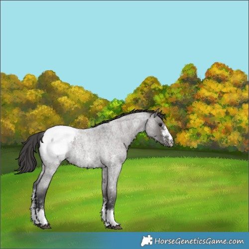 Horse Color:Grullo Roan Sabino Appaloosa Rabicano 