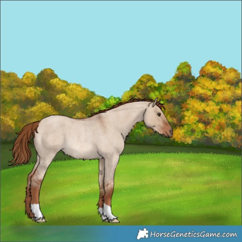 Horse Color:Red Dun Roan Rabicano 