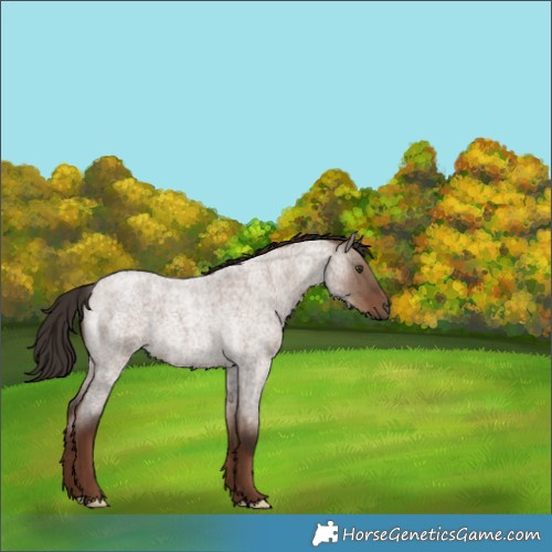 Horse Color:Liver Red Dun Roan Rabicano 