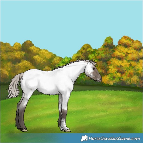 Horse Color:Silver Grullo Roan Near Fewspot 