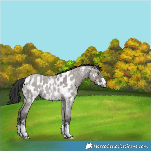 Horse Color:Grullo Roan Sabino Appaloosa Rabicano 