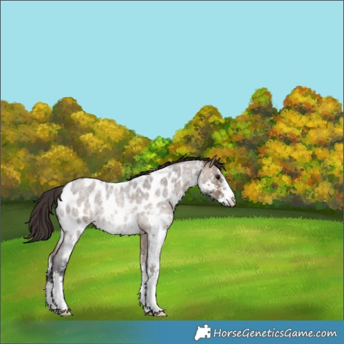 Horse Color:Brown Roan Dun Sabino Near Leopard 