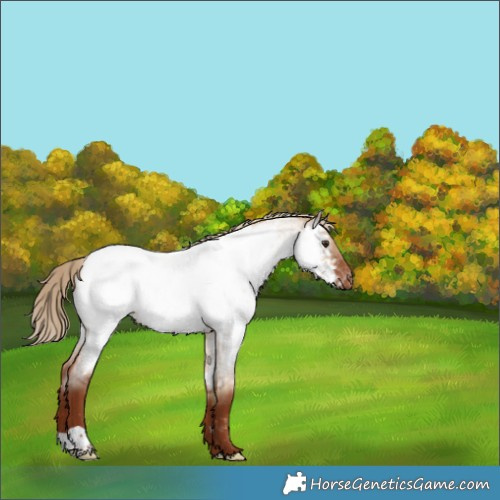 Horse Color:Red Dun Roan Near Fewspot Rabicano 