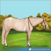 Horse Color:Red Roan Pearl Tobiano Frame 
