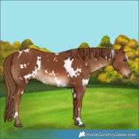 Horse Color:White Spotted Chestnut 