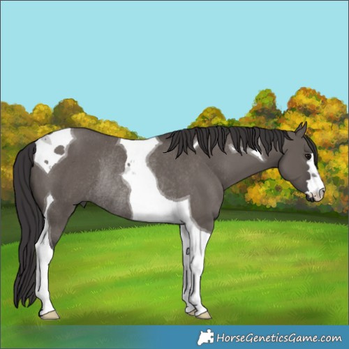 Horse Color:Smoky Grullo Tobiano Rabicano