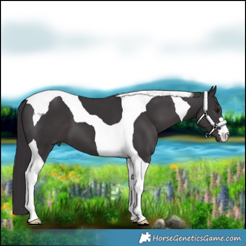 Horse Color:Smoky Black Tobiano 