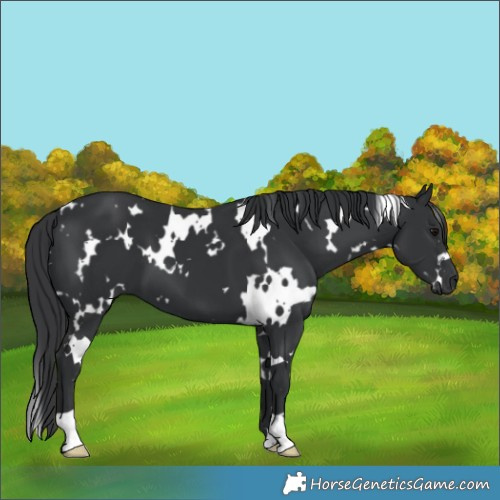 Horse Color:White Spotted Black
