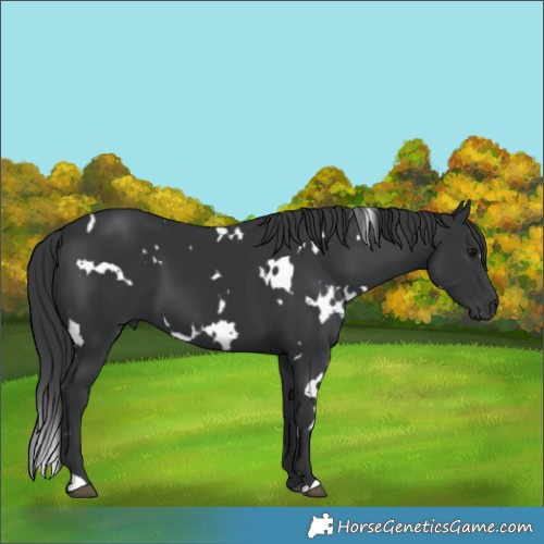 Horse Color:White Spotted Black 