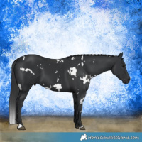 Horse Color:White Spotted Black 