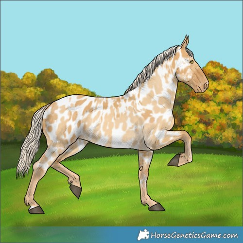 Horse Color:Palomino Dun Appaloosa and Palomino Dun Appaloosa