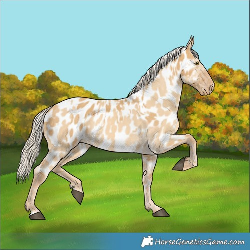 Horse Color:Palomino Dun Near Leopard  and Palomino Dun Near Leopard 