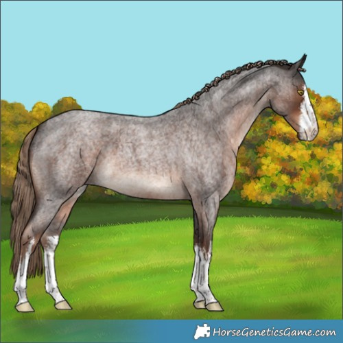 Horse Color:White Spotted Liver Red Roan 