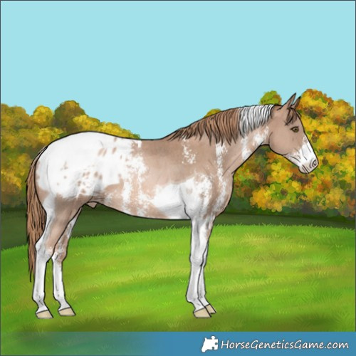 Horse Color:Liver Chestnut Pearl Sabino Tobiano Appaloosa Rabicano 