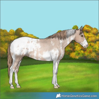 Horse Color:Liver Chestnut Pearl Sabino Tobiano Appaloosa Rabicano 