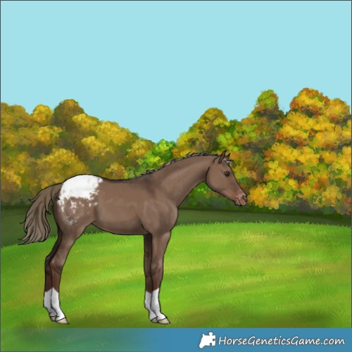Horse Color:Liver Red Dun Appaloosa