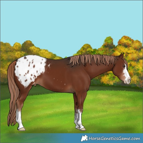 Horse Color:Liver Chestnut Appaloosa 