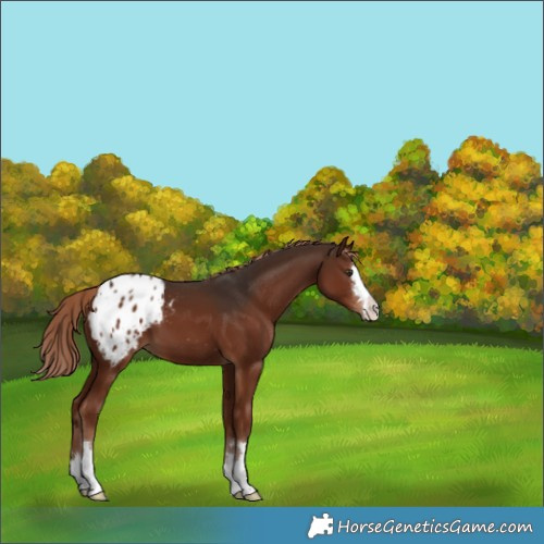 Horse Color:Liver Chestnut Appaloosa 