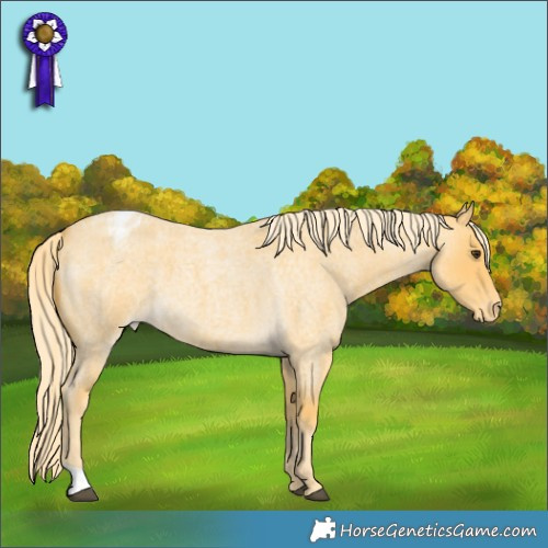 Horse Color:Palomino Roan Appaloosa 
