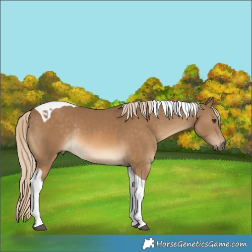 Horse Color:Chocolate Palomino Tobiano Rabicano 