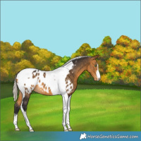 Horse Color:White Spotted Silver Buckskin Tobiano Appaloosa