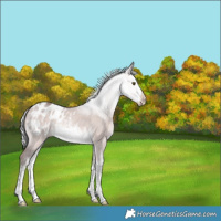 Horse Color:Platinum White Spotted Silver Bay Dun Blanket