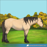 Horse Color:Buckskin 