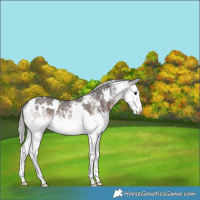 Horse Color:White Spotted Silver Brown Splash