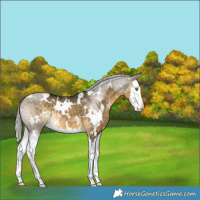Horse Color:White Spotted Silver Buckskin Dun Splash