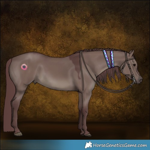 Horse Color:Chocolate Grullo 