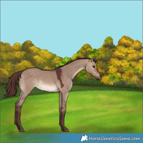 Horse Color:Chocolate Brown Dun 